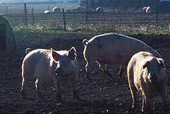 pigs on farm