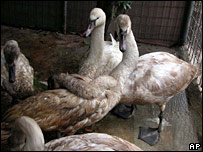 Những con thiên nga bị nghi nhiễm cúm