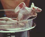 Mouse with human ear on its back