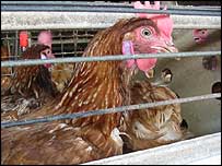 Përhapja e gripit të shpendëve