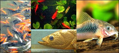 دکارېز کبان او زرين کب