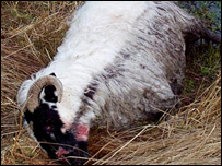 دلوه ناروغي