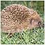 Hedgehogs (Image: 