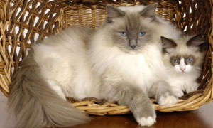 Blue Peter cats: (L-R) Socks and Cookie