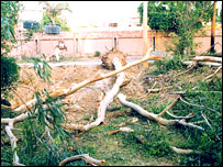 لاہور میں درختوں کی کٹائی