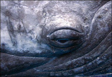 Foto: Sue Flood/TPOTY 2009