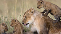 Marsh Pride female and cubs
