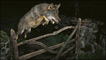 Foto premiada no concurso wolf, fence, Veolia Environnement Wildlife Photography Prize 2009