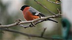 Bullfinch. Photo: Alan C
