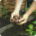 Digging up potatoes