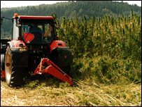 Slizeň konopí setého na Šumpersku (foto: www.konopi.info)