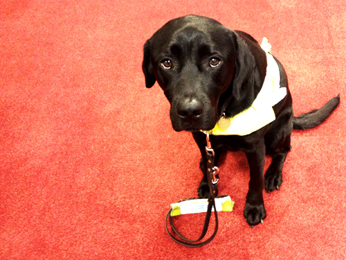 A black labrador guide dog in harness