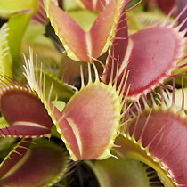 Dionaea muscipula