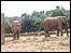 Elephants at Colchester Zoo