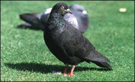 A pigeon in a park