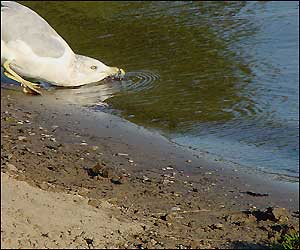 عکس از بهاره خدابنده