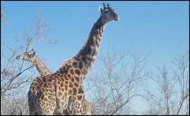 Giraffe