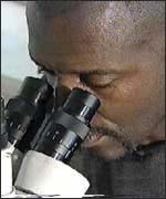 Willard using microscope