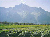 کشتزار سبزيجات