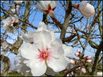 شکوفه بادام