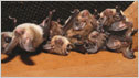 Bats c/o Bat Conservation Trust and JJ Kaczanow
