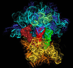 One part of the ribosome factory