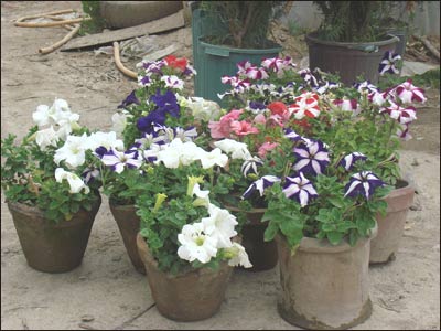 گل های گلخانه بادام باغ