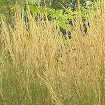 Calamagrostis 'Karl Foerster'