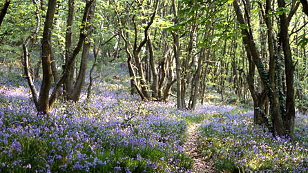 Bluebells