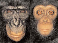 'James and Other Apes' de James Mollison é publicado pela editora Chris Boot, US$39.95