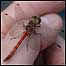 Pond dipping IImage: Damselfly)