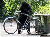 O urso Juan, o andino.