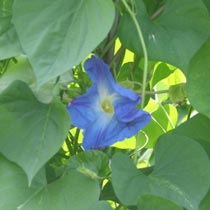 Ipomoea