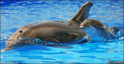 Golfinho-nariz-de-garrafa (arquivo)