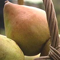 Pyrus communis 'Doyenne du Comice'