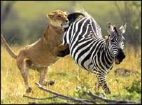 Leoa ataca zebra em parque do Quênia