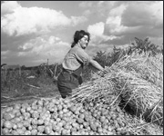 A land girl strawing a potato clamp in the 1940s