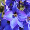 Delphinium 'Finsteraarhorn'