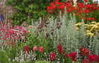 Britain's favourite flower (image: flower garden)