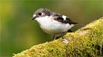Pied flycatcher. Photo: Irene Smith