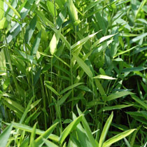 Dwarf fern leaf bamboo