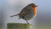 A robin in a classic pose by Keith O'Brien