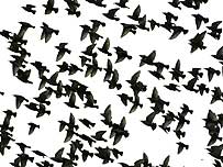 Starlings in flight