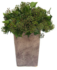 berried tree ivy in tall vase