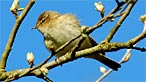 Chiffchaff. Photo: Paul Meldrew