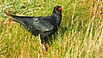 Chough. Photo: Mike Rees