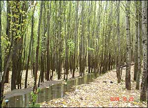 ميلاد رشيدی