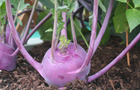 Kohl rabi