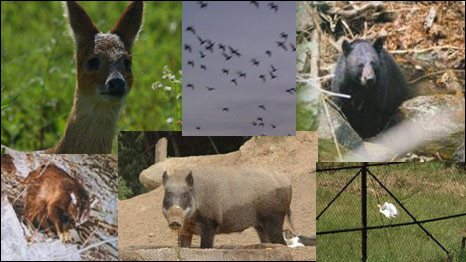 Zona Desmilitarizada de las Coreas (Fotos: Green Korea United)