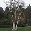 Betula utilis var. jaquemontii 'Silver Shadow'